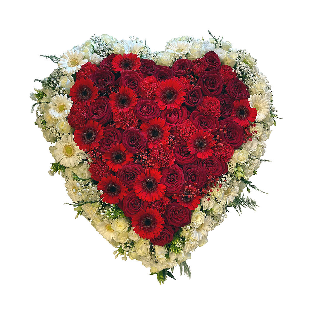 rouwhart wit rood gerbera
